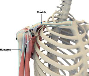 Normal Anatomy of the Shoulder Joint 